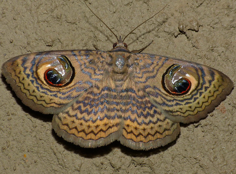 20 insectes déguisés en autre chose 21 insectes deguises en autre chose papillon chouette P1140521
