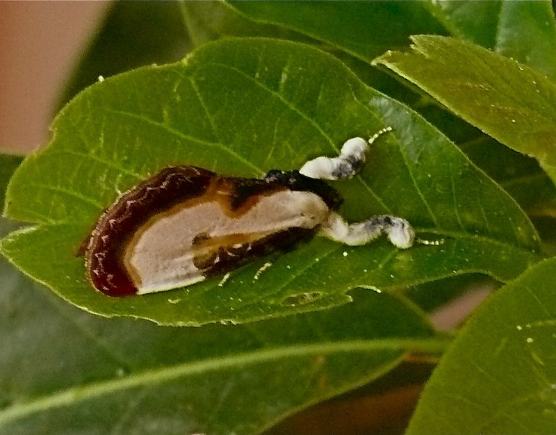 20 insectes déguisés en autre chose 21 insectes deguises en autre chose papillon crotte oiseau 21-insectes-deguises-en-autre-chose-papillon-crotte-oiseau