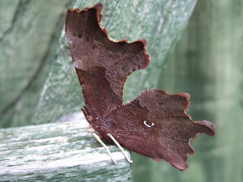 20 insectes déguisés en autre chose 21 insectes deguises en autre chose papillon feuille morte 21-insectes-deguises-en-autre-chose-papillon-feuille-morte