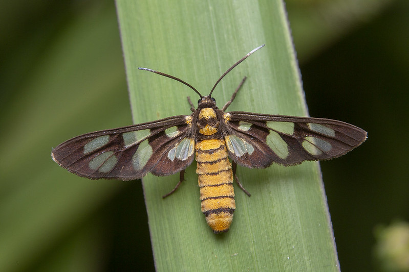 20 insectes déguisés en autre chose 21 insectes deguises en autre chose papillon guepe 21-insectes-deguises-en-autre-chose-papillon-guepe