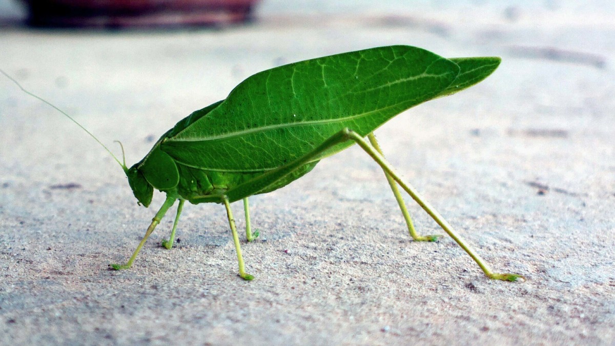 20 insectes déguisés en autre chose 21 insectes deguises en autre chose sauterelle feuille 2 21-insectes-deguises-en-autre-chose-sauterelle-feuille-2