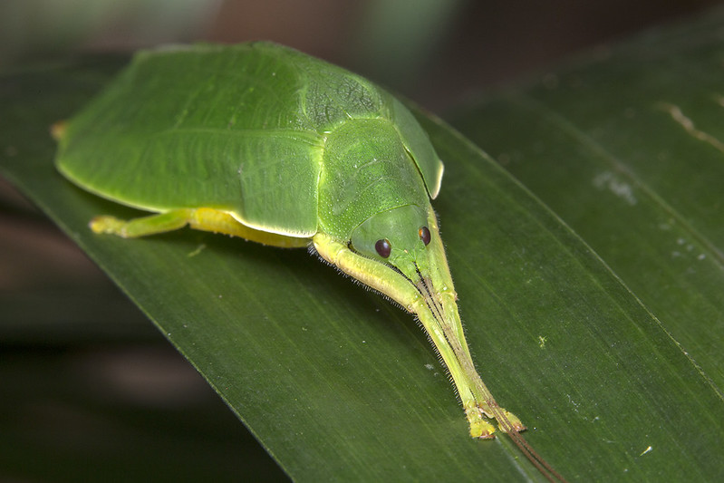 20 insectes déguisés en autre chose 21 insectes deguises en autre chose sauterelle feuille 21-insectes-deguises-en-autre-chose-sauterelle-feuille