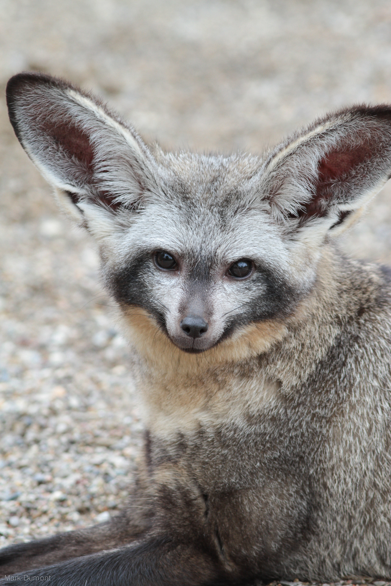 Otocyon Megalotis, le renard à oreilles de chauve-souris Otocyon megalotis renard aux oreilles de chauve souris 12 1 Otocyon-megalotis-renard-aux-oreilles-de-chauve-souris-12-1