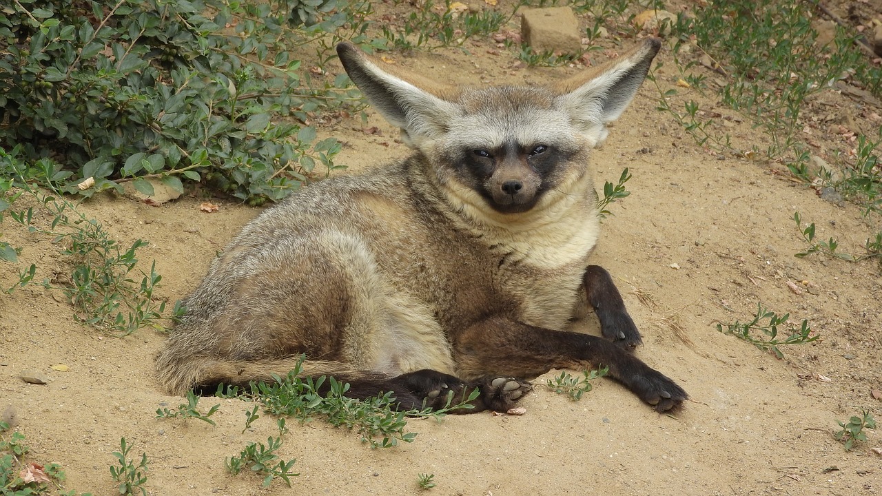 Otocyon Megalotis, le renard à oreilles de chauve-souris Otocyon megalotis renard aux oreilles de chauve souris 2 1 Otocyon-megalotis-renard-aux-oreilles-de-chauve-souris-2-1.