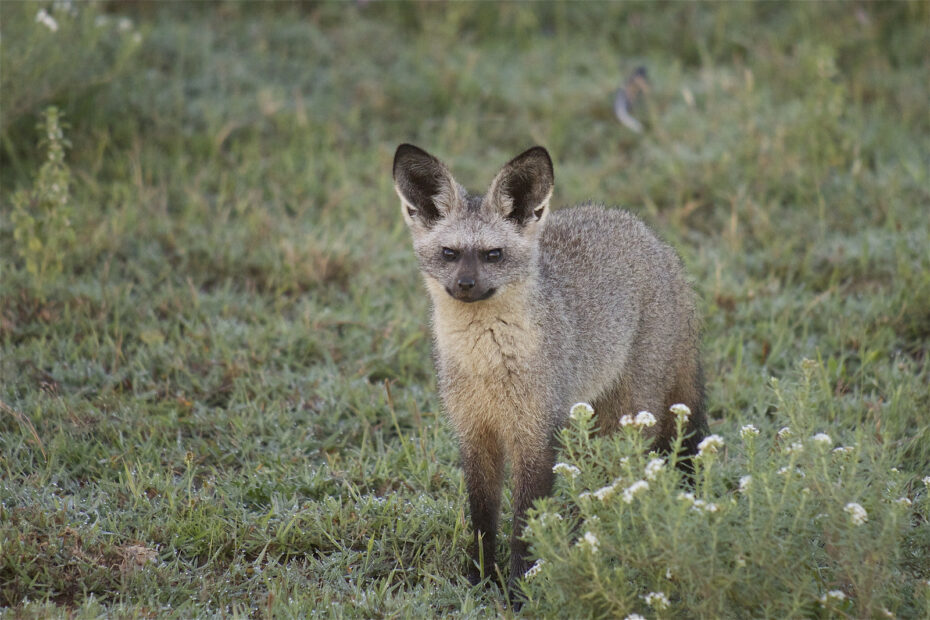 Le renard à oreilles de chauve-souris, le canidé africain qui écoute les termites Otocyon megalotis renard aux oreilles de chauve souris 5 Renard à oreilles de chauve-souris dans la savane africaine