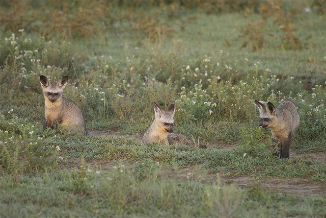 Otocyon Megalotis, le renard à oreilles de chauve-souris Otocyon megalotis renard aux oreilles de chauve souris 6 Otocyon-megalotis-renard-aux-oreilles-de-chauve-souris-6