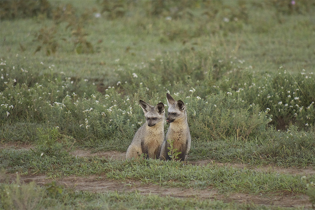Otocyon Megalotis, le renard à oreilles de chauve-souris Otocyon megalotis renard aux oreilles de chauve souris 7 Otocyon-megalotis-renard-aux-oreilles-de-chauve-souris-7