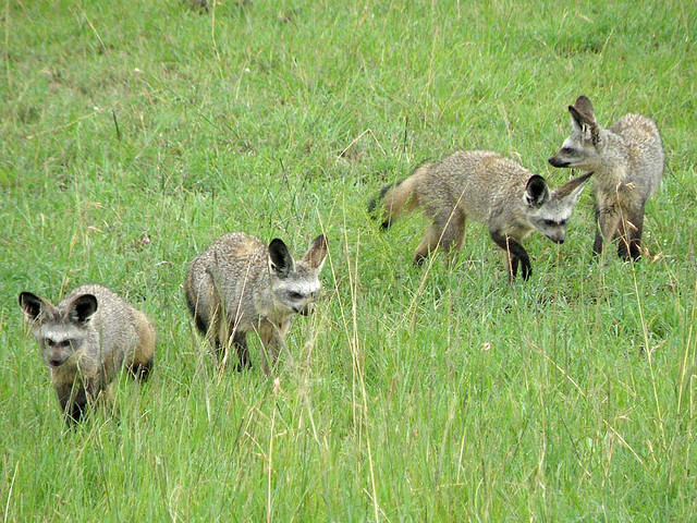 Otocyon Megalotis, le renard à oreilles de chauve-souris Otocyon megalotis renard aux oreilles de chauve souris 9 Otocyon-megalotis-renard-aux-oreilles-de-chauve-souris-9