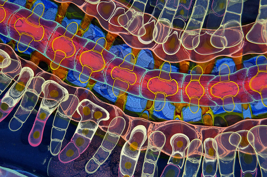 Les créations psychédéliques en peinture et résine de Bruce Riley art psychedelique en peinture et resine par bruce riley 11 art-psychedelique-en-peinture-et-resine-par-bruce-riley-11