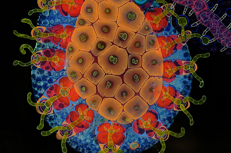 Les créations psychédéliques en peinture et résine de Bruce Riley art psychedelique en peinture et resine par bruce riley 14 art-psychedelique-en-peinture-et-resine-par-bruce-riley-14