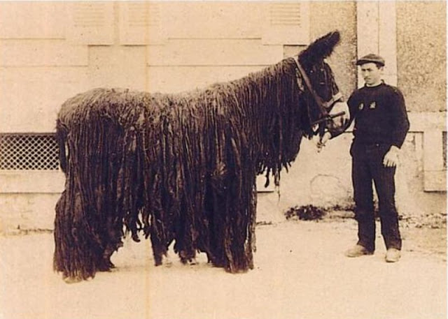 Le baudet du Poitou, un âne avec des dreadlocks baudet du poitou ane avec des dreadlocks 1 baudet-du-poitou-ane-avec-des-dreadlocks-1