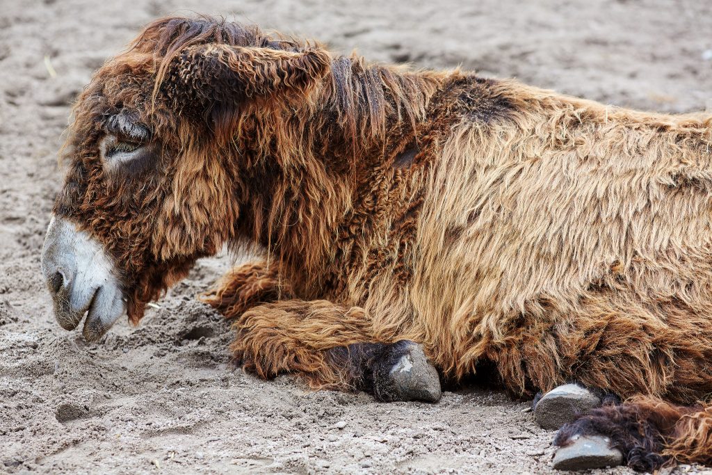 Le baudet du Poitou, un âne avec des dreadlocks baudet du poitou ane avec des dreadlocks 4 baudet-du-poitou-ane-avec-des-dreadlocks-4