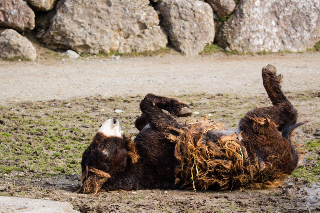 Le baudet du Poitou, un âne avec des dreadlocks baudet du poitou ane avec des dreadlocks 7 1 baudet-du-poitou-ane-avec-des-dreadlocks-7
