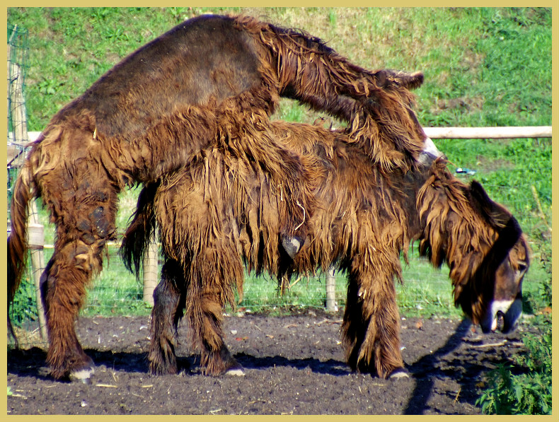 Le baudet du Poitou, un âne avec des dreadlocks baudet du poitou ane avec des dreadlocks 9 baudet-du-poitou-ane-avec-des-dreadlocks-9