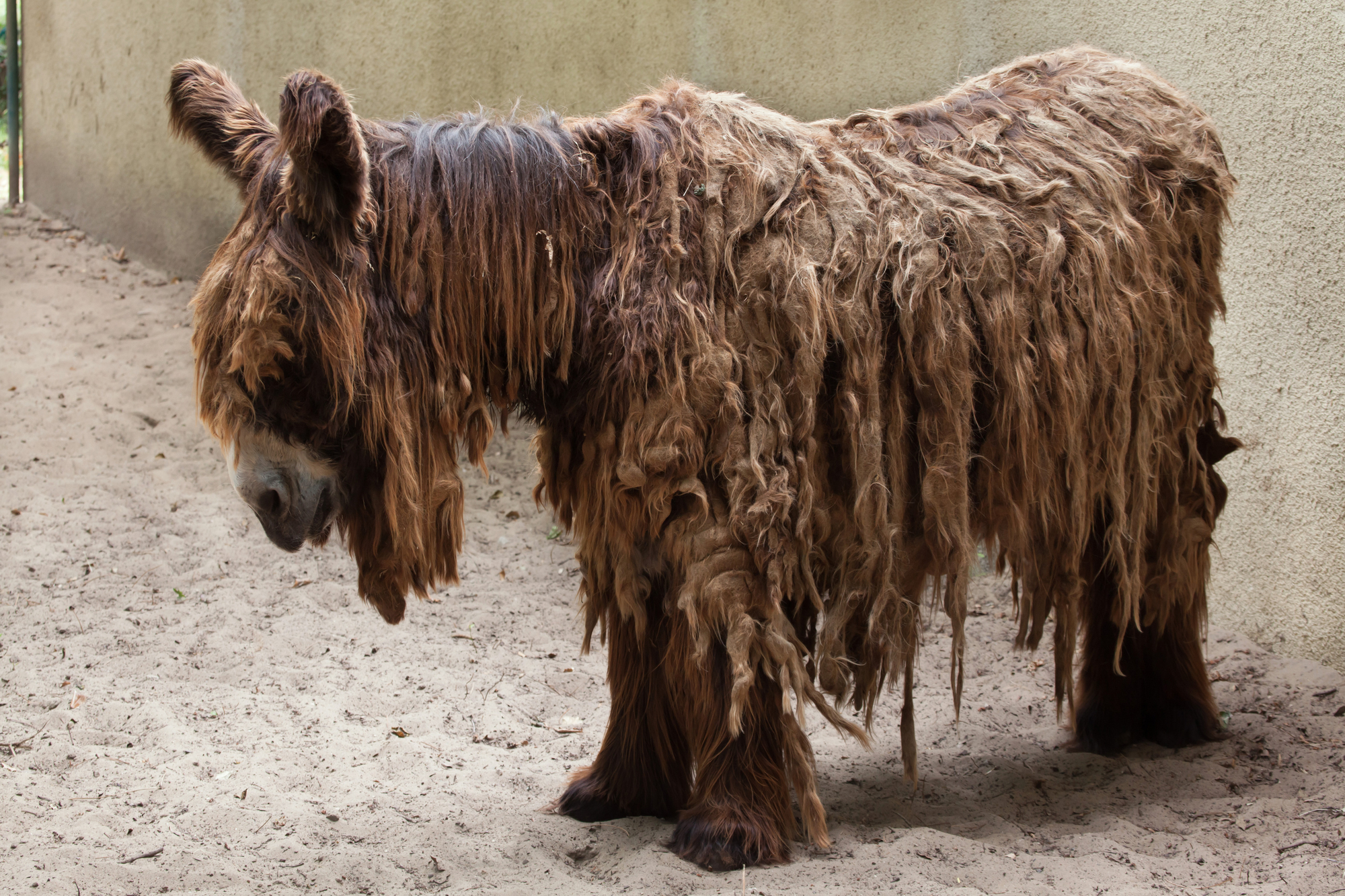 baudet du poitou ane dreadlocks Baudet du Poitou brun avec de longues cadenettes ressemblant à des dreadlocks