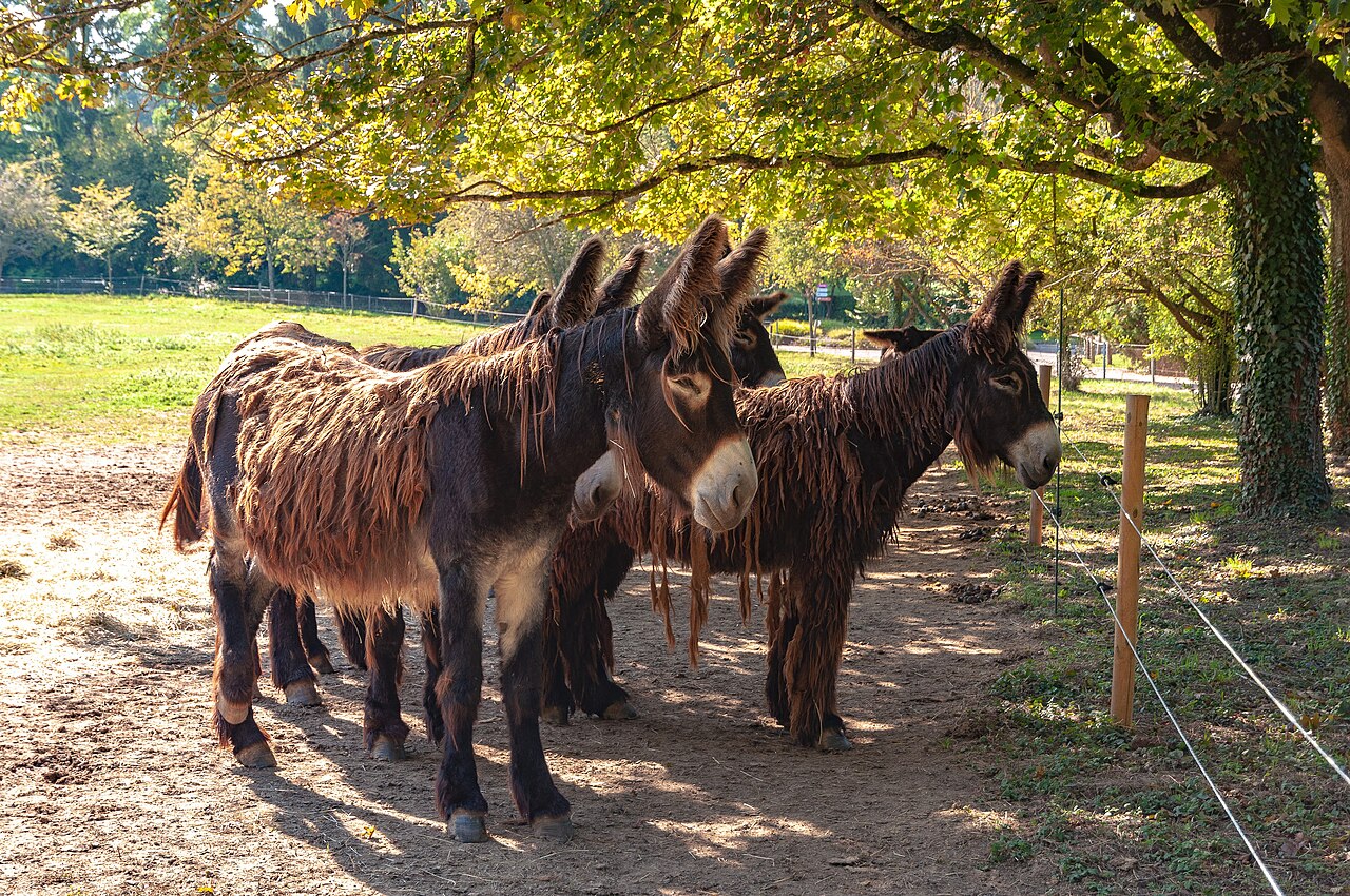 Baudets du Poitou Baudets du Poitou au long pelage caractéristique