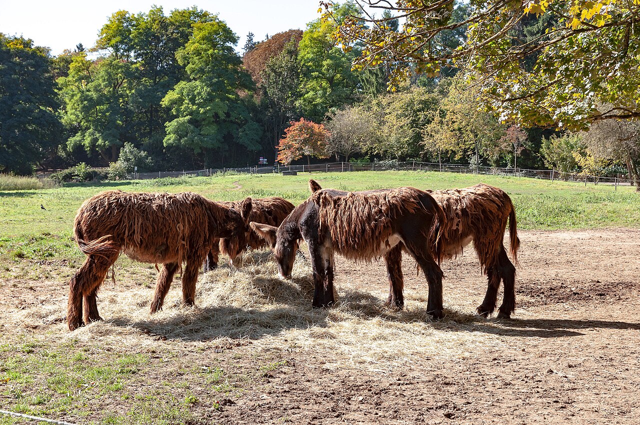 Plusieurs Baudets du Poitou Plusieurs Baudets du Poitou
