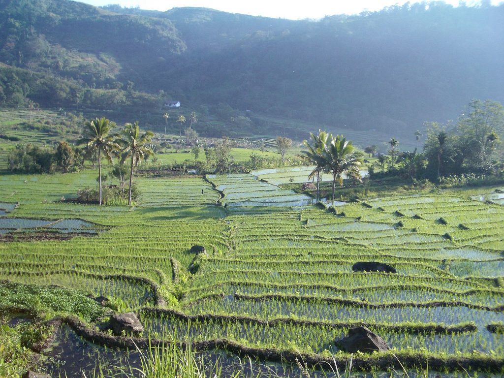 44 magnifiques photos de rizières en terrasse 44 magnifiques photos de rizieres terrasse 16 44-magnifiques-photos-de-rizieres-terrasse-16