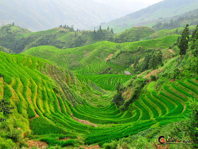 44 magnifiques photos de rizières en terrasse 44 magnifiques photos de rizieres terrasse 37 44-magnifiques-photos-de-rizieres-terrasse-37