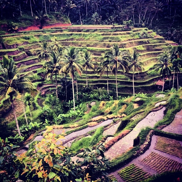 44 magnifiques photos de rizières en terrasse 44 magnifiques photos de rizieres terrasse 42 44-magnifiques-photos-de-rizieres-terrasse-42
