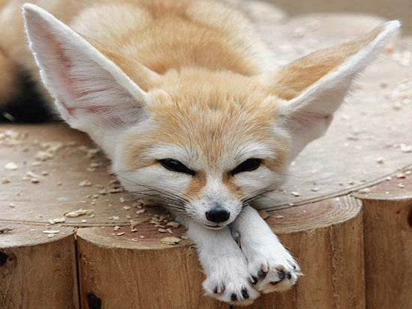 15 superbes animaux étonnants et plutôt insolites 15 superbes animaux etonnants fennec 15-superbes-animaux-etonnants-fennec