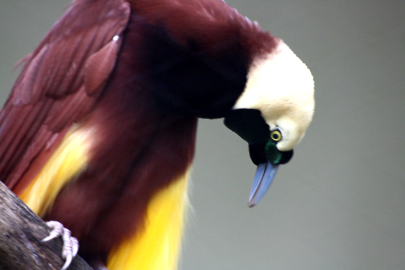 15 superbes animaux étonnants et plutôt insolites 15 superbes animaux etonnants paradisier grand emeraude 15-superbes-animaux-etonnants-paradisier-grand-emeraude