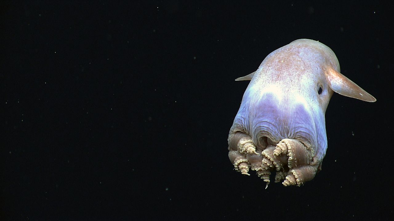 15 superbes animaux étonnants et plutôt insolites 15 superbes animaux etonnants pieuvre Dumbo Grimpoteuthis 15-superbes-animaux-etonnants-pieuvre-Dumbo-Grimpoteuthis