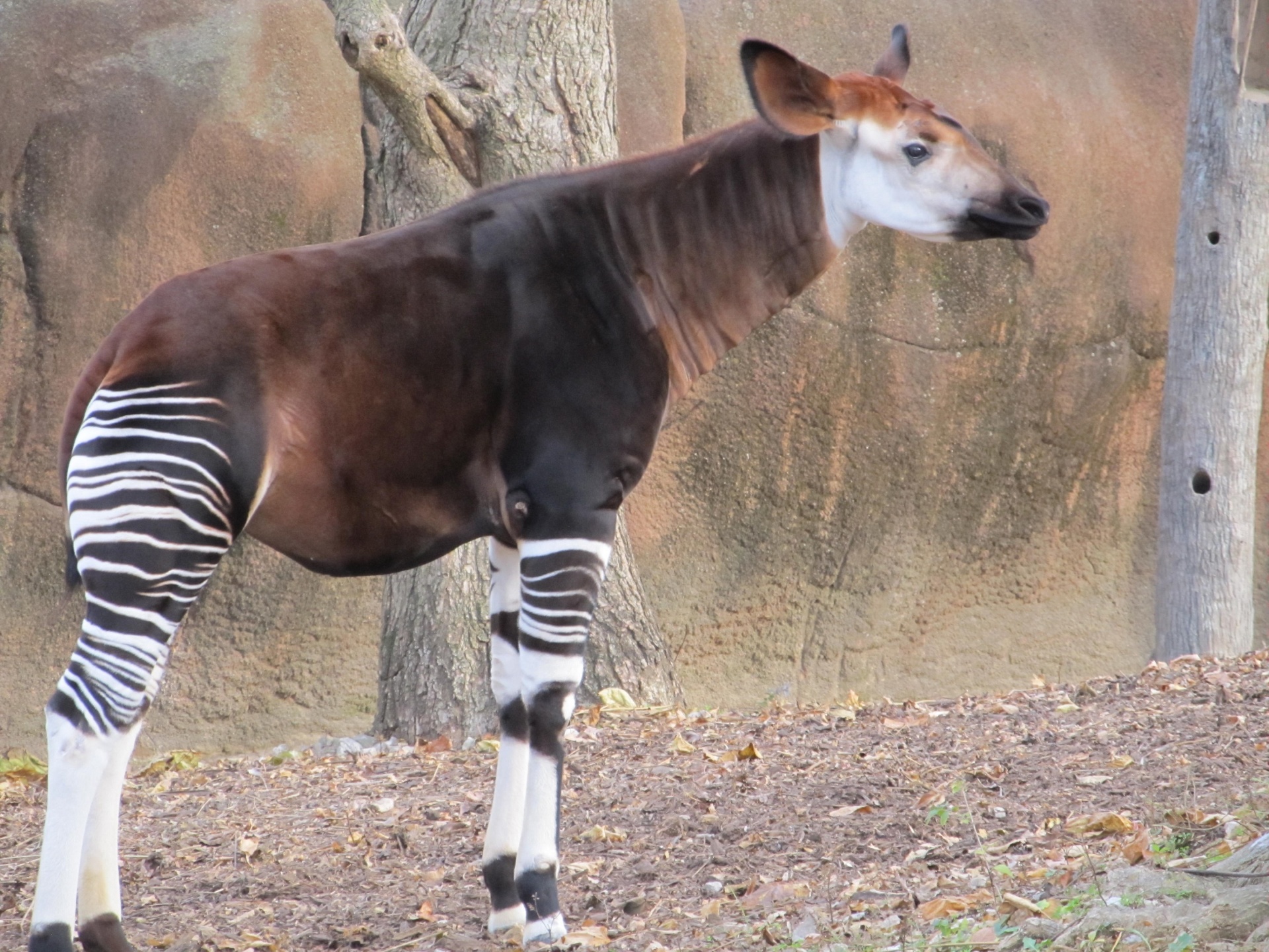 15 superbes animaux étonnants et plutôt insolites 15 superbes animaux etonnants pieuvre okapi 2 15-superbes-animaux-etonnants-pieuvre-okapi-2