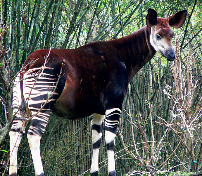 15 superbes animaux étonnants et plutôt insolites 15 superbes animaux etonnants pieuvre okapi 15-superbes-animaux-etonnants-pieuvre-okapi
