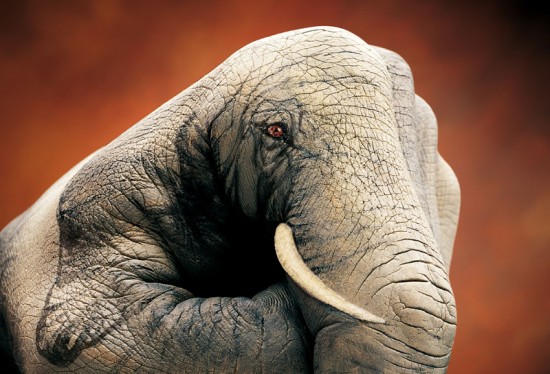 Guido Daniele fait de magnifiques animaux avec ses mains Guido Daniele fait de superbes animaux avec ses mains body painting 8 Guido-Daniele-fait-de-superbes-animaux-avec-ses-mains-body-painting-8