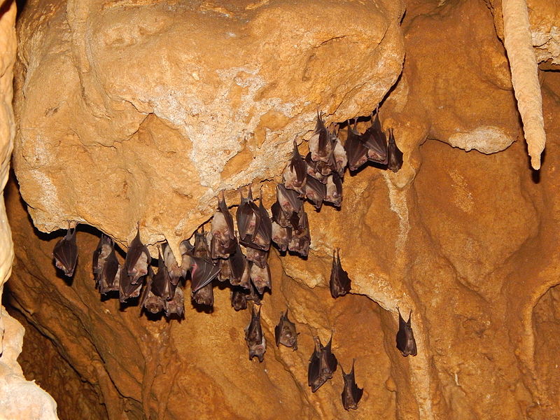 Serbie: la grotte de Resavska Pecina Resavska Pecina grotte de serbie 9 Resavska-Pecina-grotte-de-serbie-9