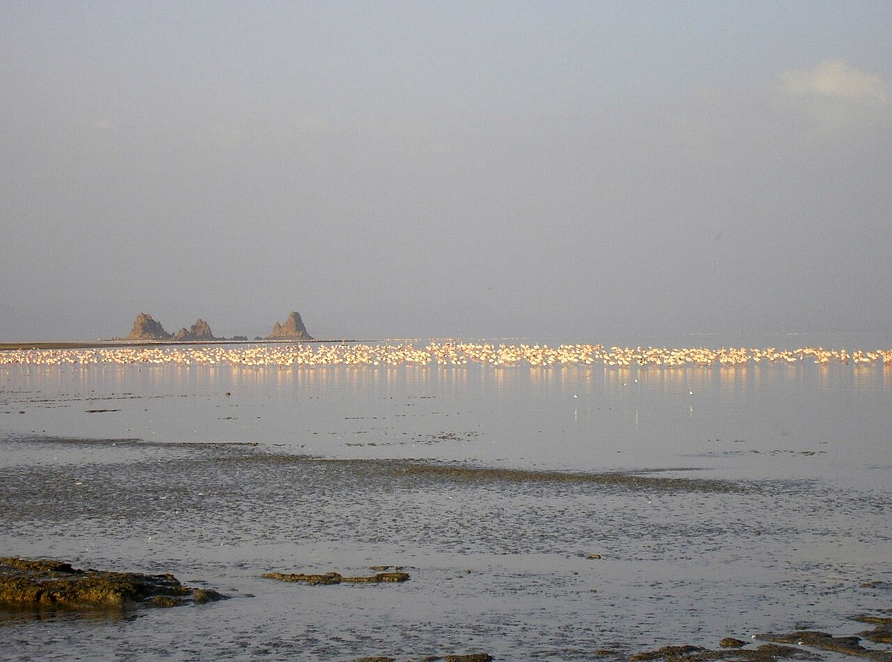 Colonie de flamants roses sur le lac Abbe à Djibouti Colonie de flamants roses sur le lac Abbe à Djibouti