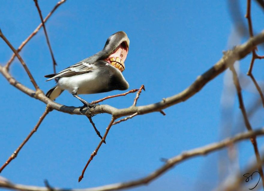 Big Mouth Birds: des hybrides d'oiseaux avec des dents hybrides d oiseaux avec des dents grandes bouches sarah deremer 4 hybrides-d-oiseaux-avec-des-dents-grandes-bouches-sarah-deremer-4