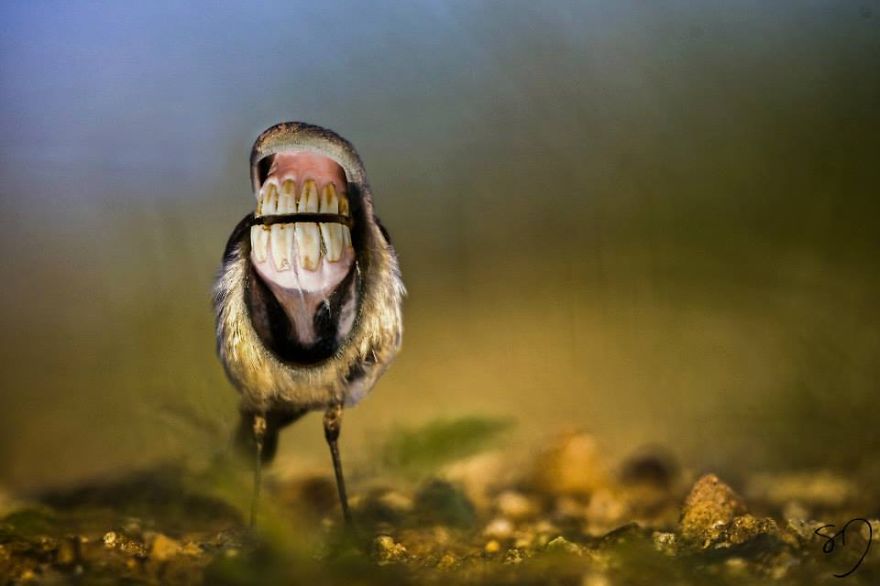 Big Mouth Birds: des hybrides d'oiseaux avec des dents hybrides d oiseaux avec des dents grandes bouches sarah deremer 7 hybrides-d-oiseaux-avec-des-dents-grandes-bouches-sarah-deremer-7