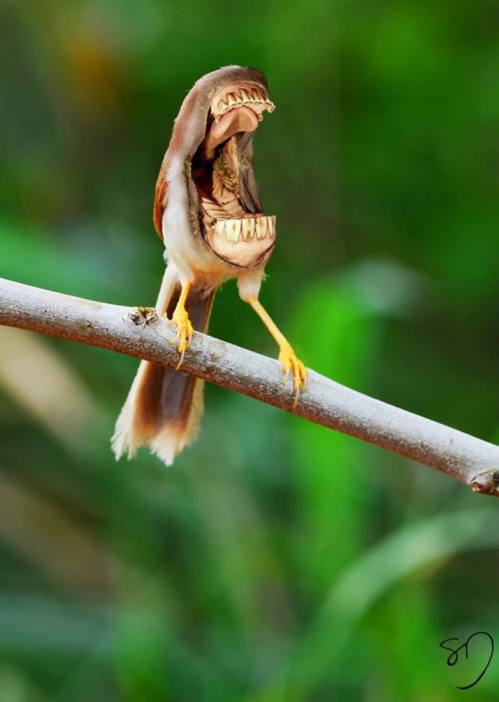 Big Mouth Birds: des hybrides d'oiseaux avec des dents hybrides d oiseaux avec des dents grandes bouches sarah deremer 8 hybrides-d-oiseaux-avec-des-dents-grandes-bouches-sarah-deremer-8