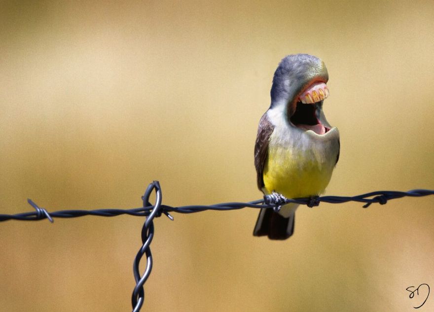 Big Mouth Birds: des hybrides d'oiseaux avec des dents hybrides d oiseaux avec des dents grandes bouches sarah deremer 9 hybrides-d-oiseaux-avec-des-dents-grandes-bouches-sarah-deremer-9
