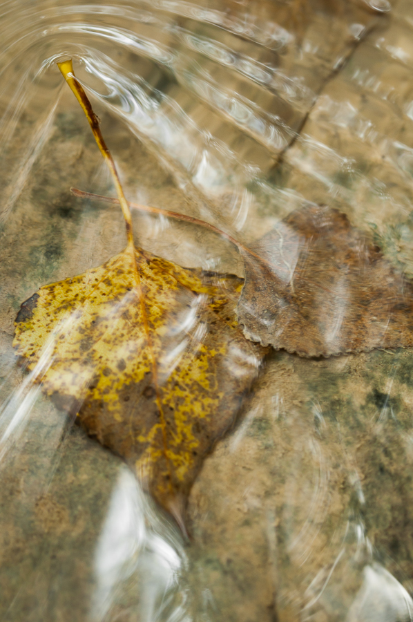 Eaux et Lumières par Jessica Buczek JB 20131028 0082 Alchimie d'Automne