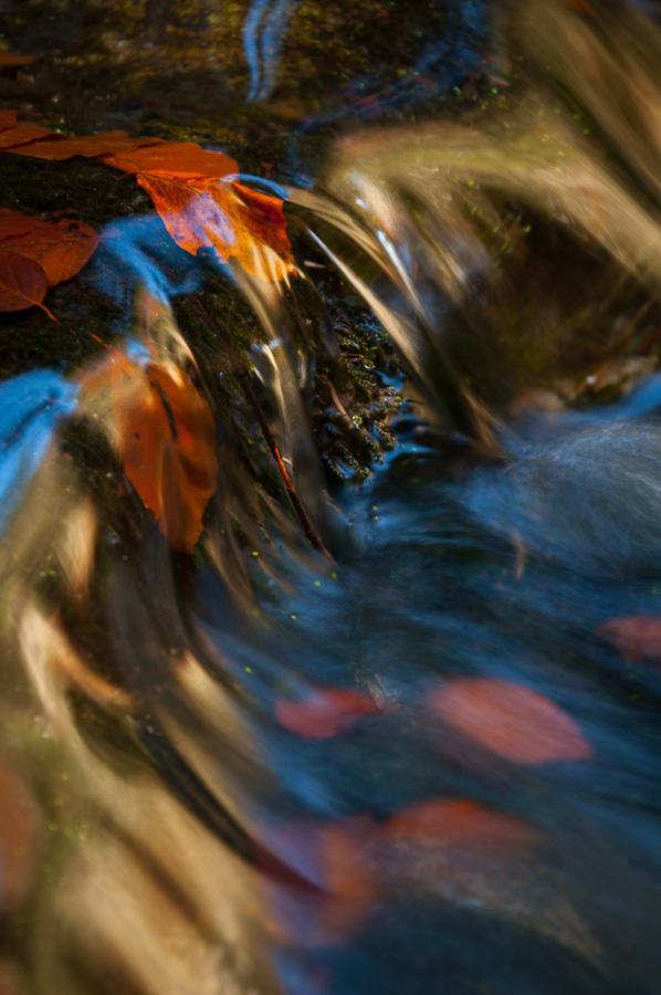 Eaux et Lumières par Jessica Buczek JB 20131030 0037 Départs d'Automne