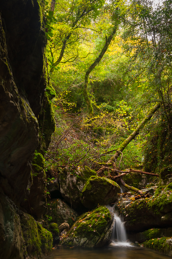 Eaux et Lumières par Jessica Buczek JB 20131103 0379 Resurrection Forests I