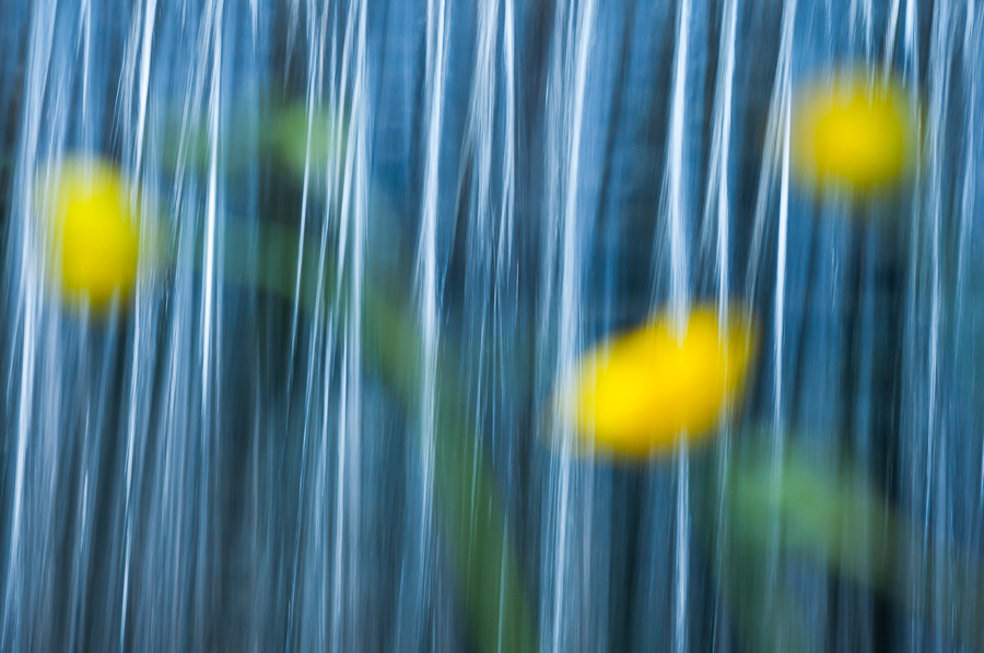 Eaux et Lumières par Jessica Buczek JB 20140427 0696 A fleur d'eau.