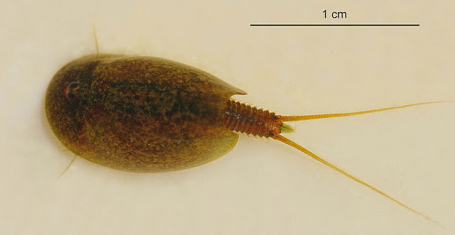 Triops cancriformis, le crustacé préhistorique souvent présenté comme un fossile vivant Triops cancriformis crevette fossile espece la plus vieille du monde 1 Triops cancriformis crevette fossile espece la plus vieille du monde 1