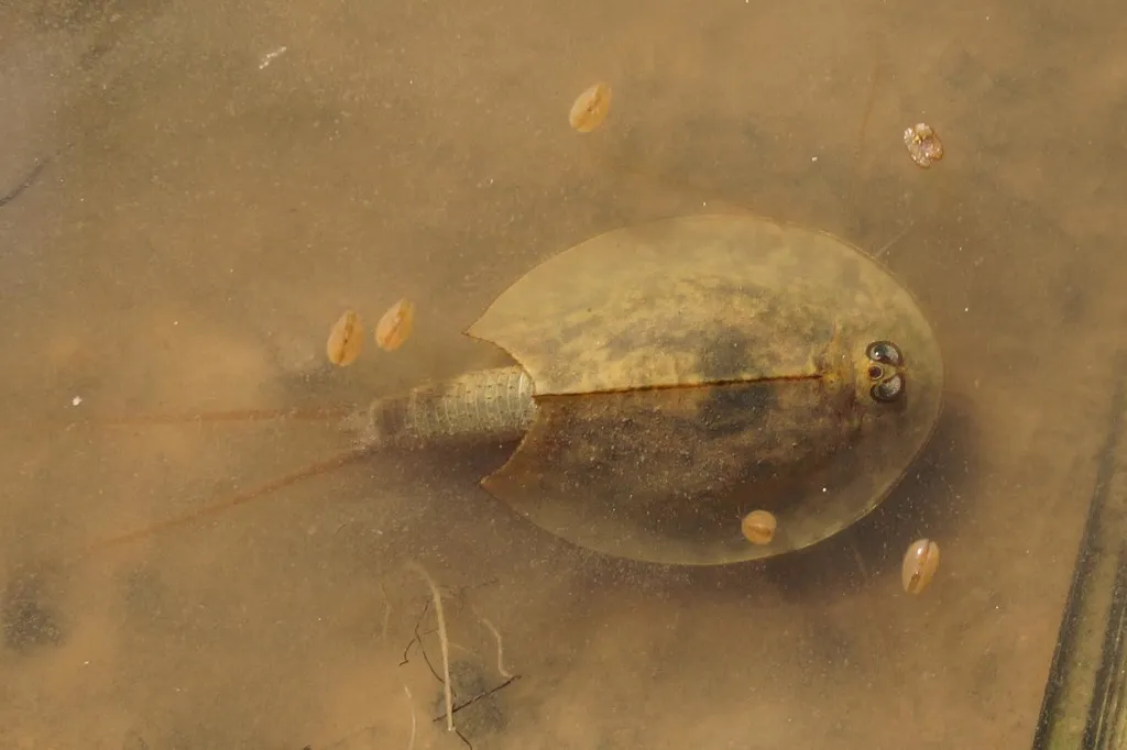 Triops cancriformis - l'espèce animale la plus ancienne Triops cancriformis crevette fossile espece la plus vieille du monde 3 1 Triops-cancriformis-crevette-fossile-espece-la-plus-vieille-du-monde-3-1.