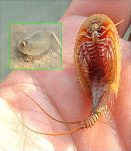 Triops cancriformis - l'espèce animale la plus ancienne Triops cancriformis crevette fossile espece la plus vieille du monde 3 Triops-cancriformis-crevette-fossile-espece-la-plus-vieille-du-monde-3