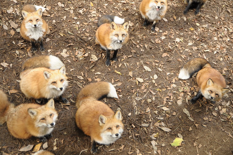 Le village des renards de Zao: Zao Kitsune Mura Zao Kitsune Mura le village des renards japon 1 Zao-Kitsune-Mura-le-village-des-renards-japon-1