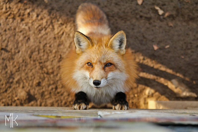 Le village des renards de Zao: Zao Kitsune Mura Zao Kitsune Mura le village des renards japon 11 Zao-Kitsune-Mura-le-village-des-renards-japon-11
