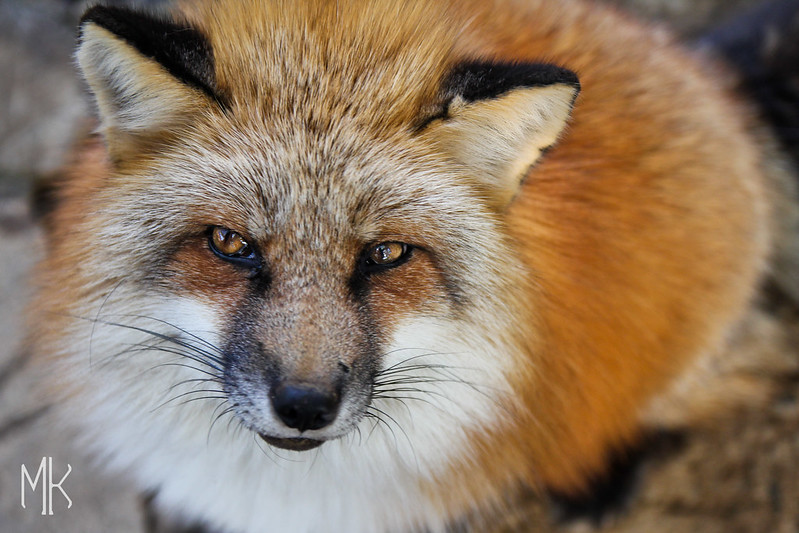 Le village des renards de Zao: Zao Kitsune Mura Zao Kitsune Mura le village des renards japon 12 Zao-Kitsune-Mura-le-village-des-renards-japon-12