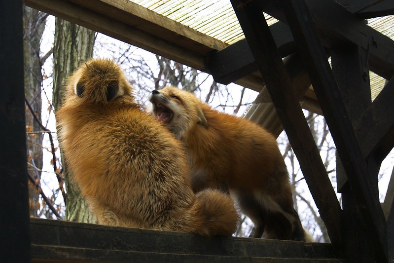 Le village des renards de Zao: Zao Kitsune Mura Zao Kitsune Mura le village des renards japon 15 Zao-Kitsune-Mura-le-village-des-renards-japon-15