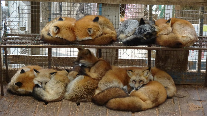 Le village des renards de Zao: Zao Kitsune Mura Zao Kitsune Mura le village des renards japon 16 Zao-Kitsune-Mura-le-village-des-renards-japon-16