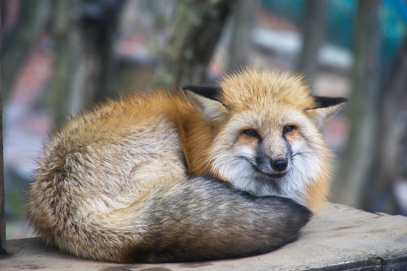 Le village des renards de Zao: Zao Kitsune Mura Zao Kitsune Mura le village des renards japon 17 Zao-Kitsune-Mura-le-village-des-renards-japon-17
