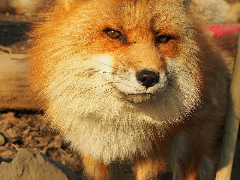 Le village des renards de Zao: Zao Kitsune Mura Zao Kitsune Mura le village des renards japon 18 Zao-Kitsune-Mura-le-village-des-renards-japon-18